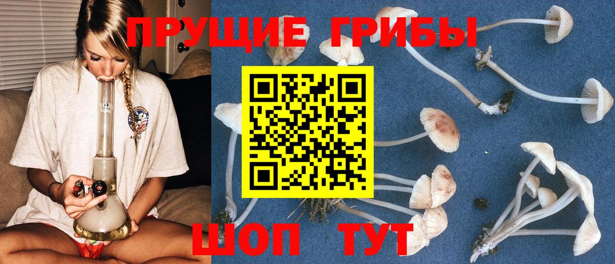 Сердобск  Псилоцибиновые грибы Cubensis  Вход с VPN 